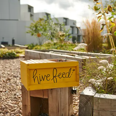 Hive Feed - a smart, connected beehive